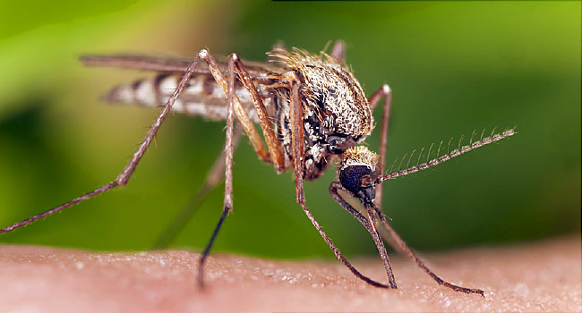 Ways to Prevent Mosquito Bites