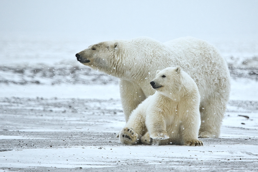 Polar+Bear+%28Sow+And+Cub%29%2C+Arctic+National+Wildlife+Refuge%2C+Alaska