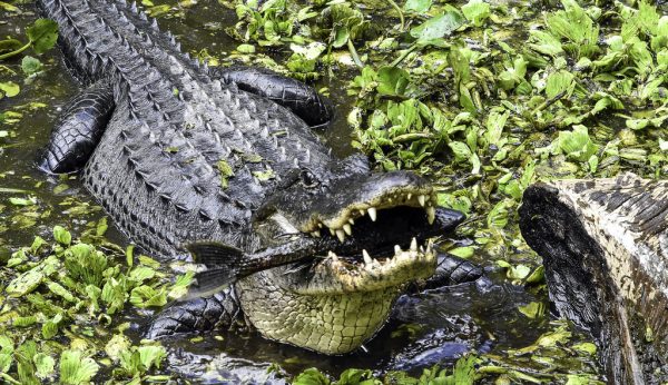Two Florida Alligator Attacks in One Day