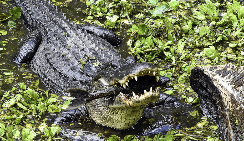 Two+Florida+Alligator+Attacks+in+One+Day