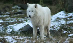 The De-Extinction of Dire Wolves