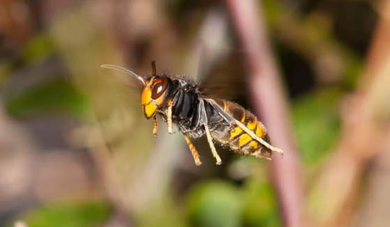 Father and Son Involved in a Fatal Attack by Hornets