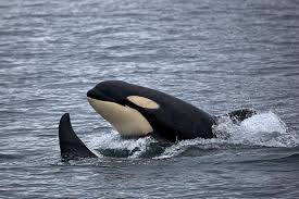 The Team Up Of Dolphins and Orcas Hunting Salmon