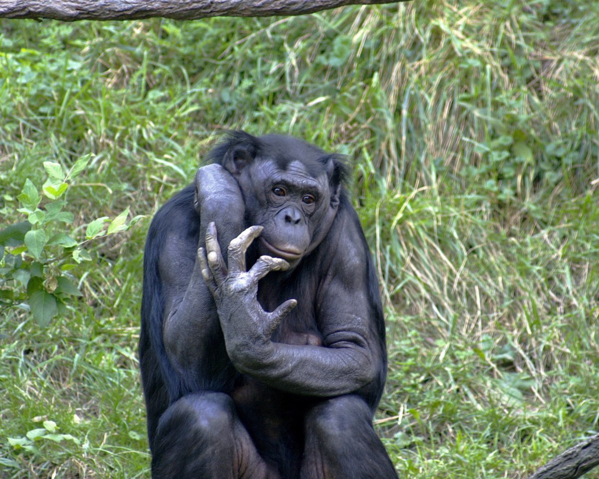 The Make-Believe Study Of Bonobos